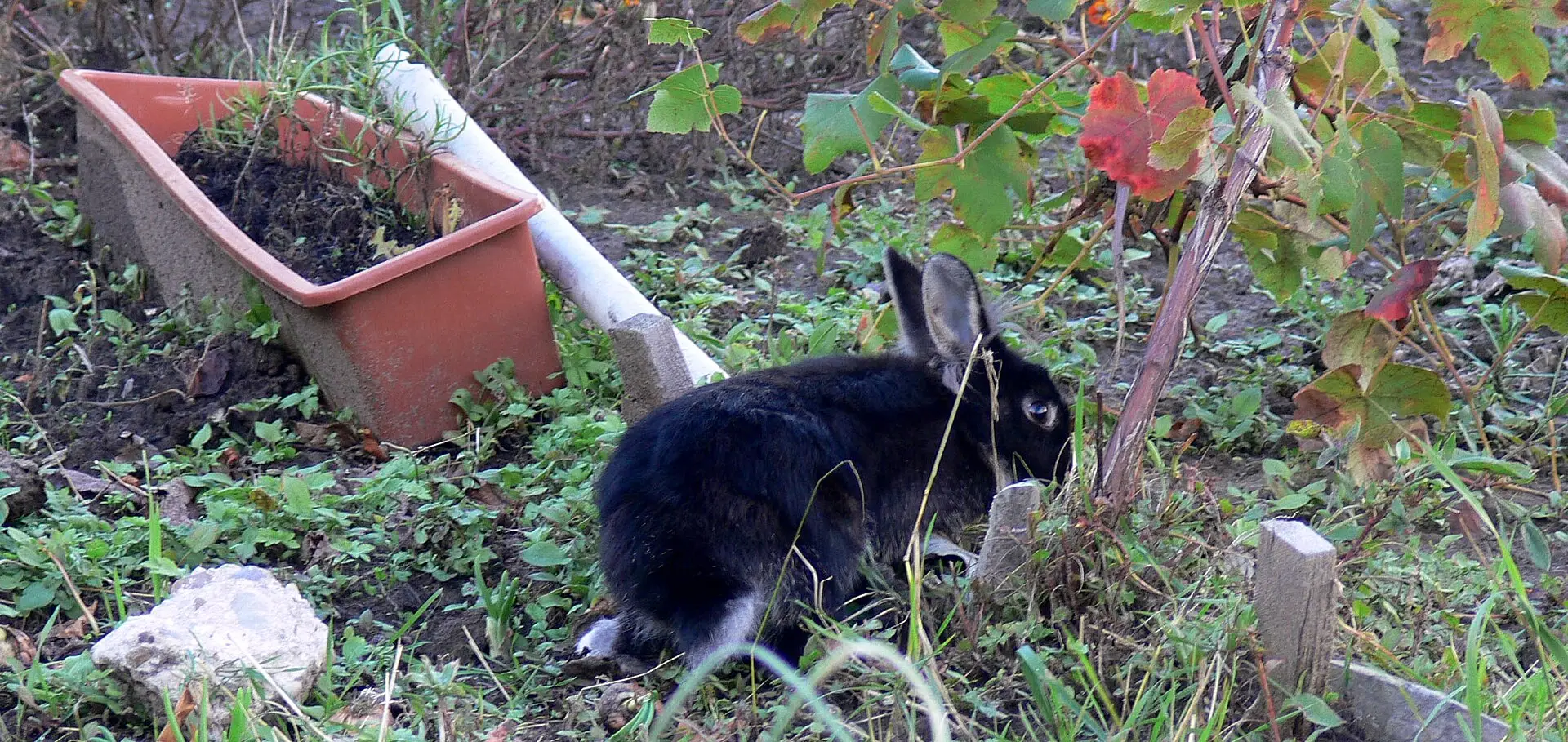 Kaninchen im Außengehege