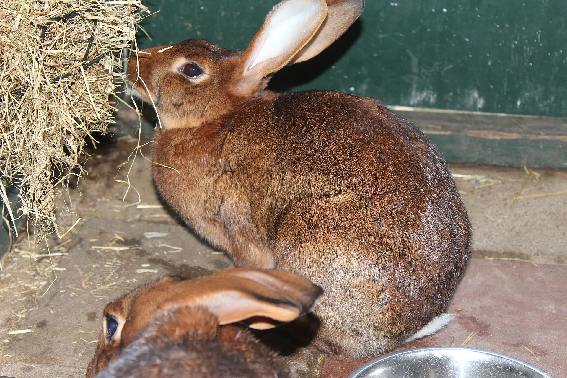 Kaninchen frisst Heu