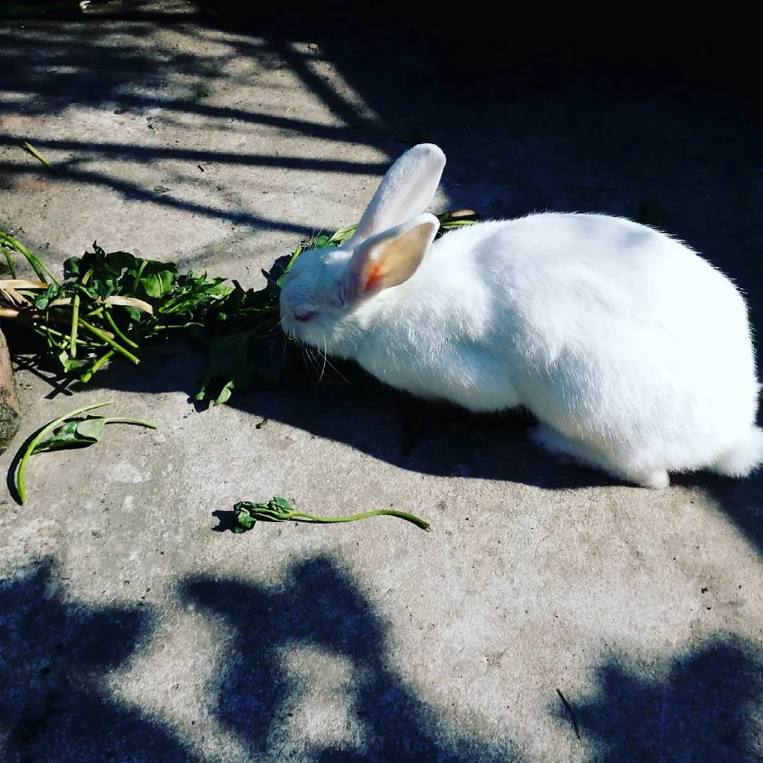 Kaninchen frisst Frischfutter