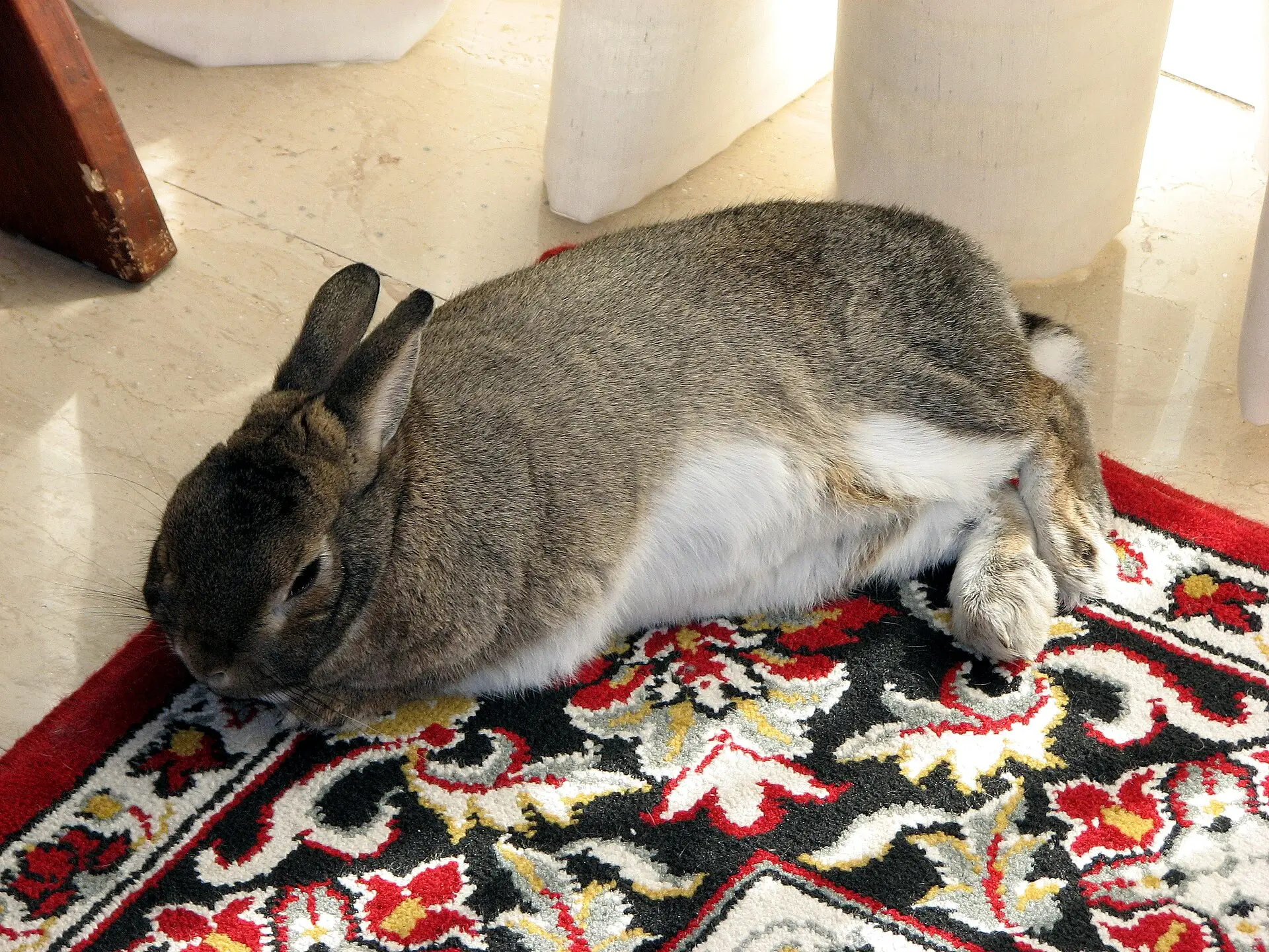 Ruhendes Hauskaninchen