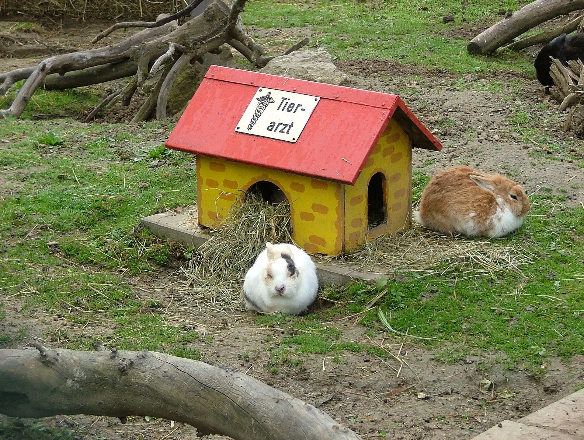 Kaninchen in einem Gehege