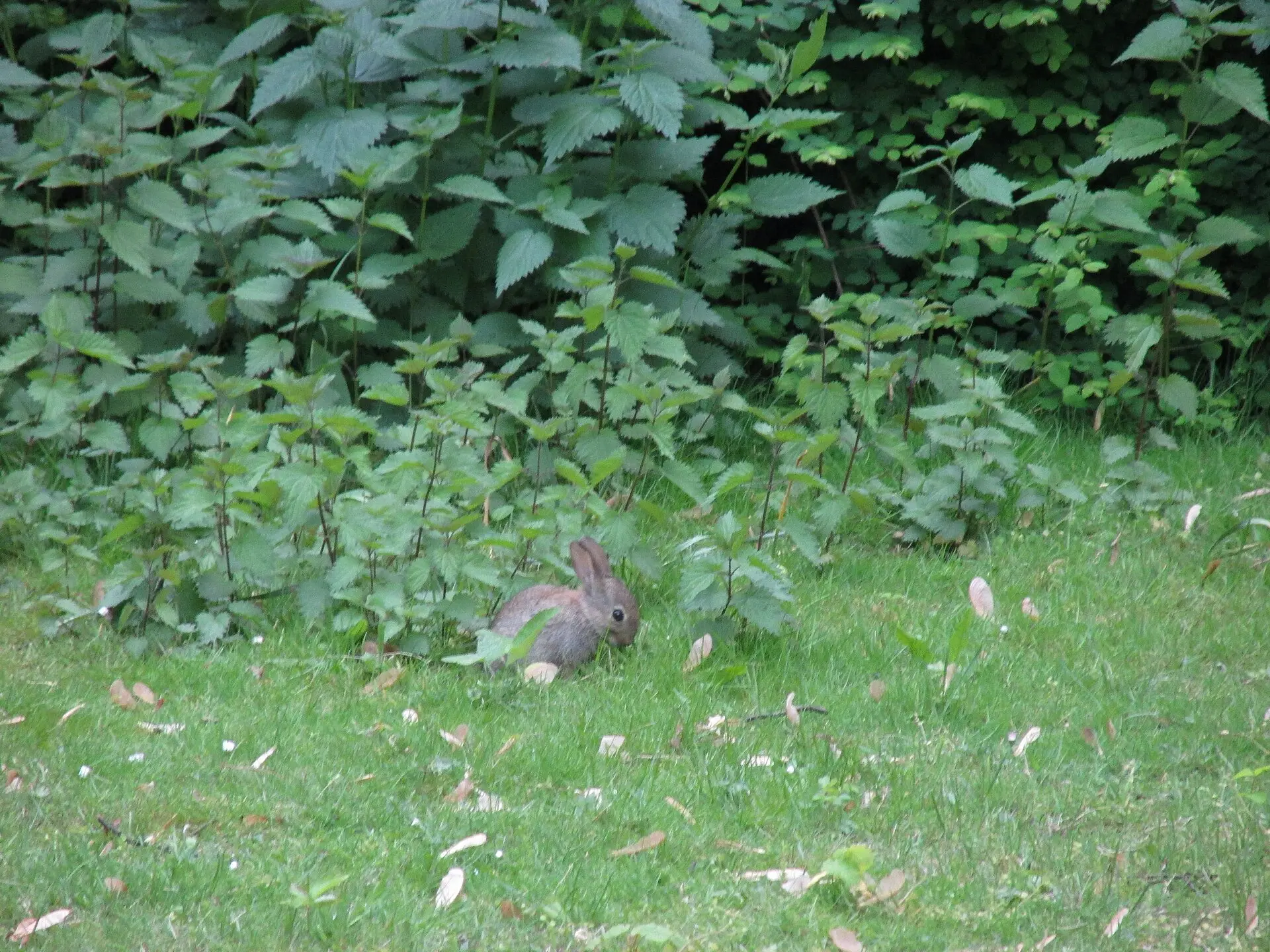 Junges Kaninchen