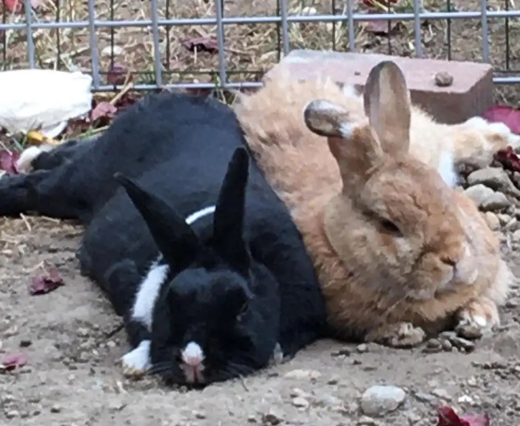 Zwei Kaninchen nebeneinander